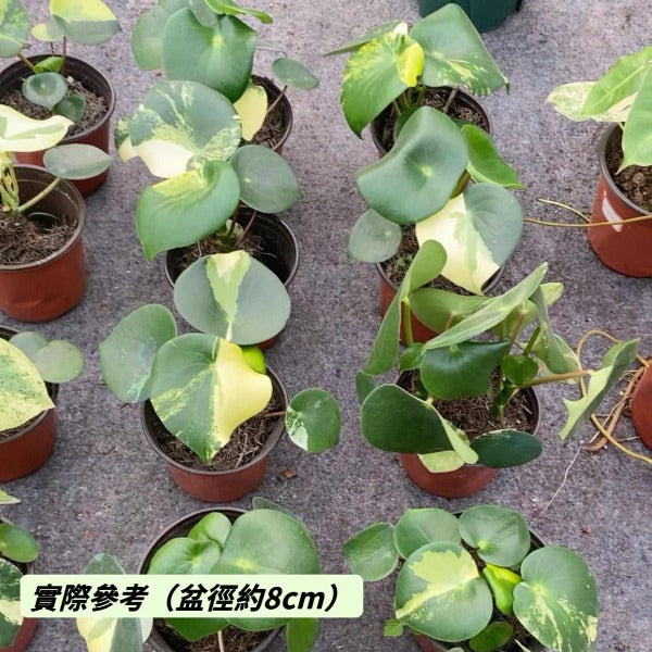 荷葉碧玉錦 ( Peperomia polybotrya var. )