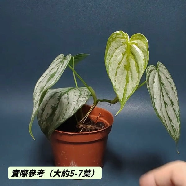 白蘭地蔓綠絨（ Philodendron Brandtianum ）