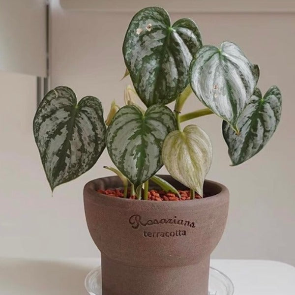 白蘭地蔓綠絨（ Philodendron Brandtianum ）