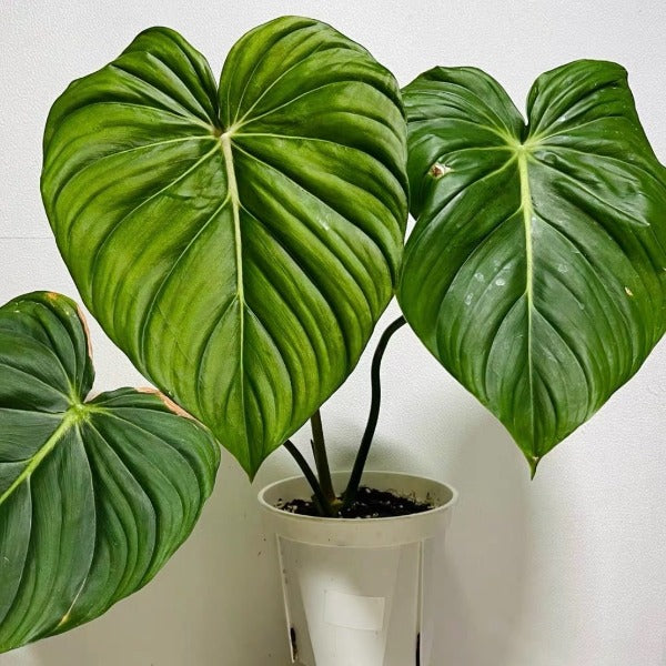 麥克道爾蔓綠絨（ Philodendron McDowell ）