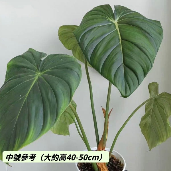 麥克道爾蔓綠絨（ Philodendron McDowell ）