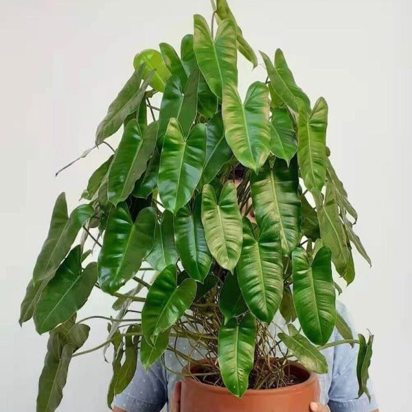 伯樂蔓綠絨（Philodendron ‘Burle Marx’） - 森流 GreenFlow - 動植物造景專門店