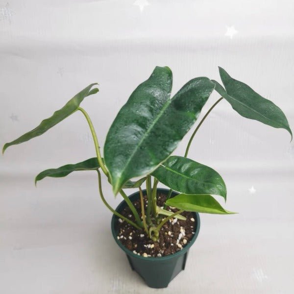 伯樂蔓綠絨（Philodendron ‘Burle Marx’） - 森流 GreenFlow - 動植物造景專門店