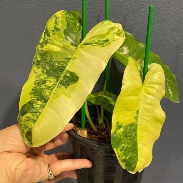 伯樂錦蔓綠絨（Philodendron ‘ Burle Marx ’ var.） - 森流 GreenFlow - 動植物造景專門店