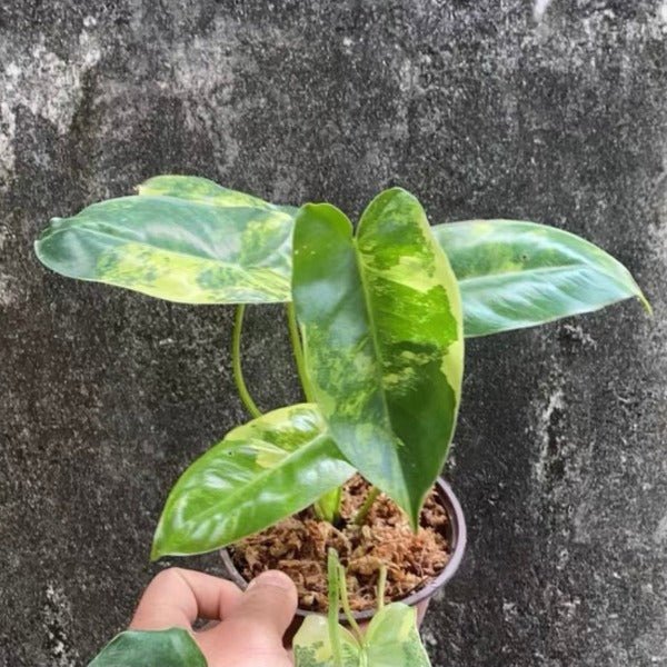 伯樂錦蔓綠絨（Philodendron ‘ Burle Marx ’ var.） - 森流 GreenFlow - 動植物造景專門店