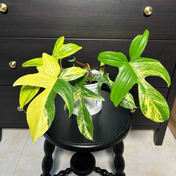 佛羅里達美人蔓綠絨（ Philodendron 'Florida beauty ' ） - 森流 GreenFlow - 動植物造景專門店