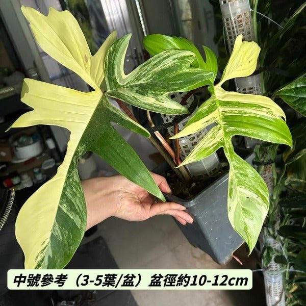 佛羅里達美人蔓綠絨（ Philodendron 'Florida beauty ' ） - 森流 GreenFlow - 動植物造景專門店