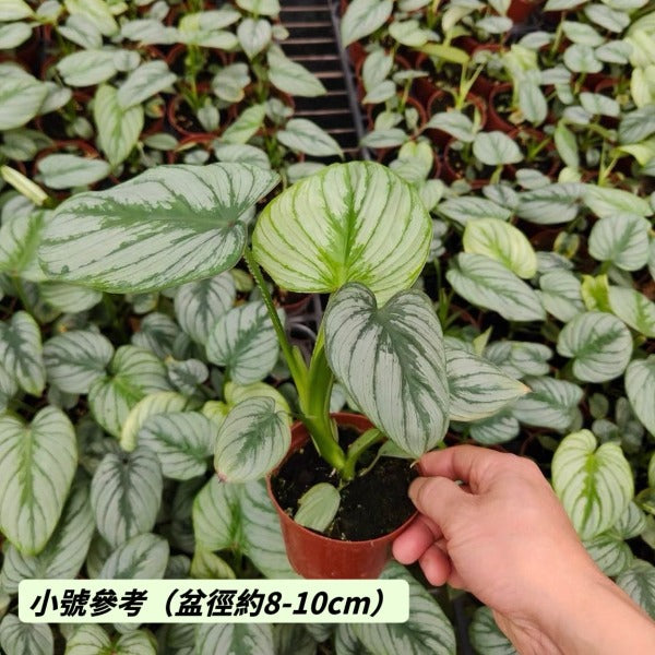 雲錦蔓綠絨（ Philodendron mamei ）