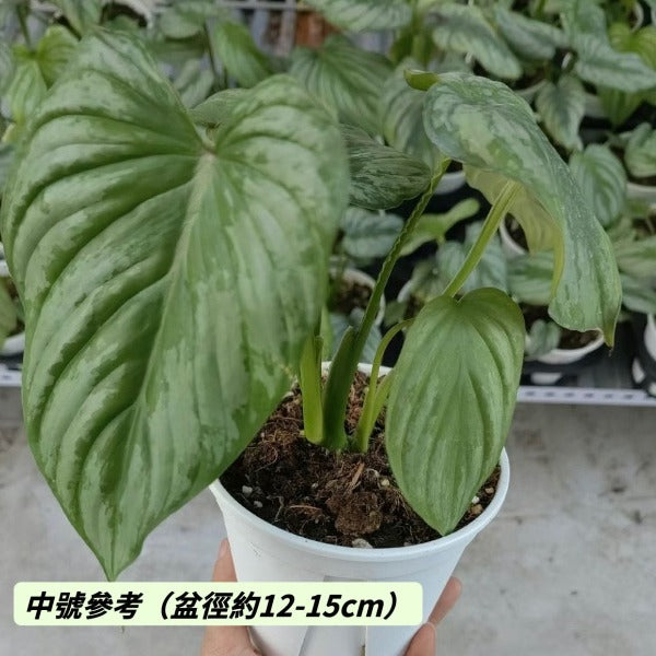 雲錦蔓綠絨（ Philodendron mamei ）