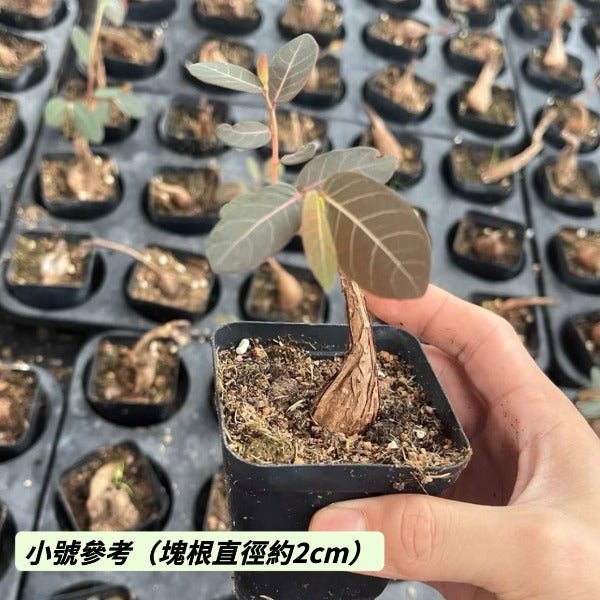 奇異油柑（ Phyllanthus mirabilis ） - 森流 GreenFlow - 動植物造景專門店