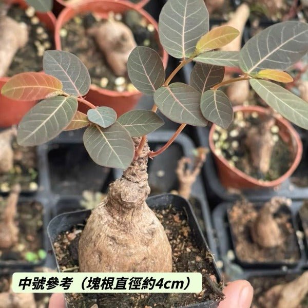 奇異油柑（ Phyllanthus mirabilis ） - 森流 GreenFlow - 動植物造景專門店