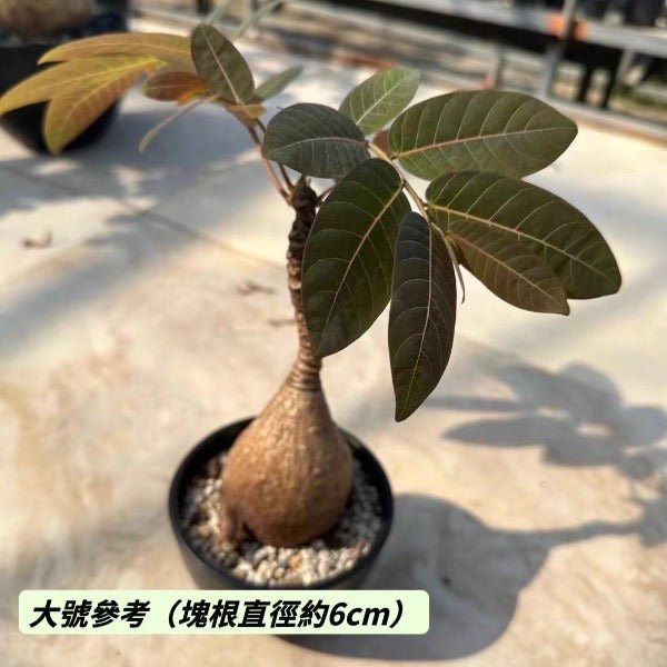 奇異油柑（ Phyllanthus mirabilis ） - 森流 GreenFlow - 動植物造景專門店