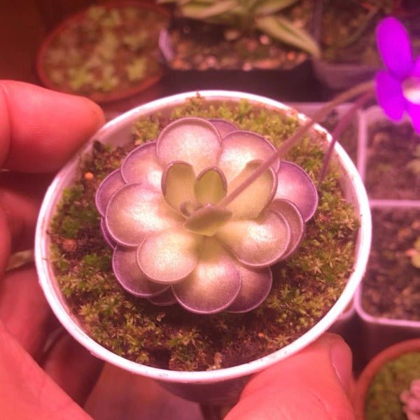 圓切捕蟲堇 Pinguicula cyclosecta - 森流 GreenFlow - 動植物造景專門店