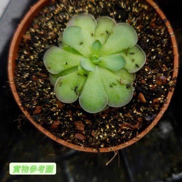 圓切捕蟲堇 Pinguicula cyclosecta - 森流 GreenFlow - 動植物造景專門店