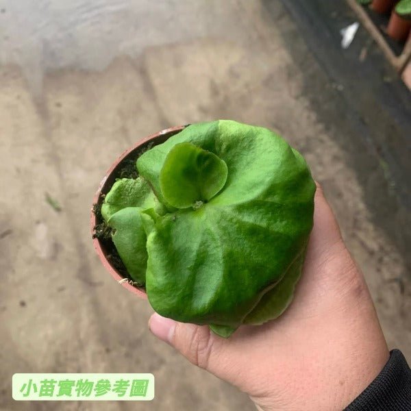 亞洲猴腦鹿角蕨（Platycerium ridleyi） - 森流 GreenFlow - 動植物造景專門店