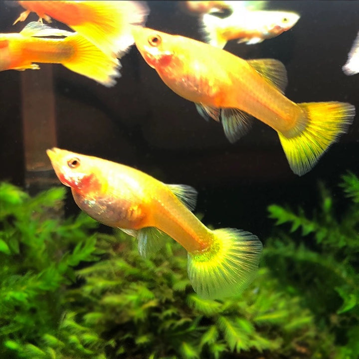 黃金孔雀魚 ( Poecilia reticulata‘ Golden ’ )