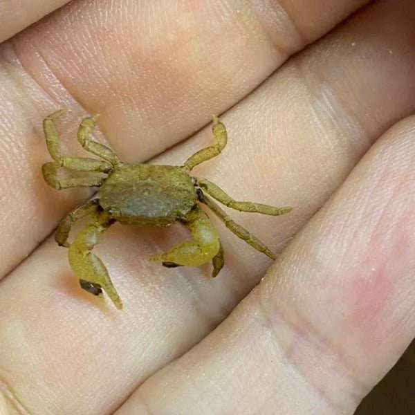 啦啦蟹 食黑毛藻（可全水養）Pom Pom Crab ( Ptychognathus barbatus ) - 森流 GreenFlow - 動植物造景專門店