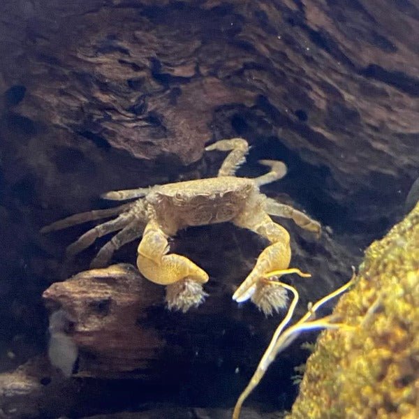 啦啦蟹 食黑毛藻（可全水養）Pom Pom Crab ( Ptychognathus barbatus ) - 森流 GreenFlow - 動植物造景專門店