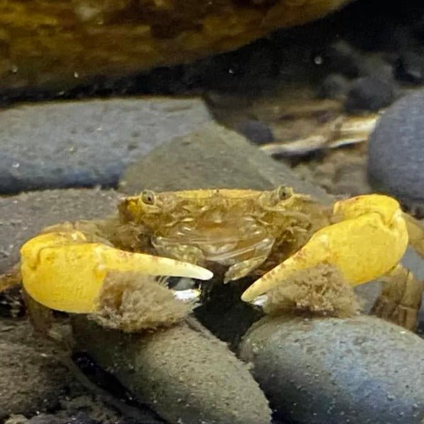 啦啦蟹 食黑毛藻（可全水養）Pom Pom Crab ( Ptychognathus barbatus ) - 森流 GreenFlow - 動植物造景專門店