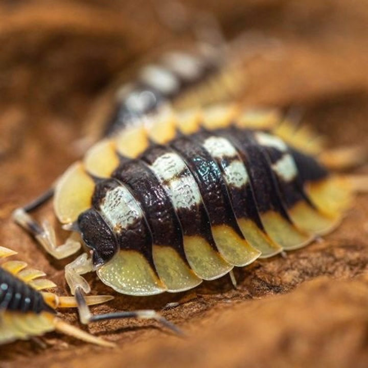 西班牙橘翅展鼠婦 （ Porcellio expansus‘ Orange ’ ）