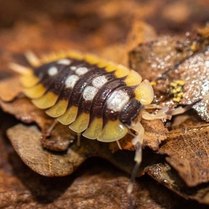 西班牙橘翅展鼠婦 （ Porcellio expansus‘ Orange ’ ）