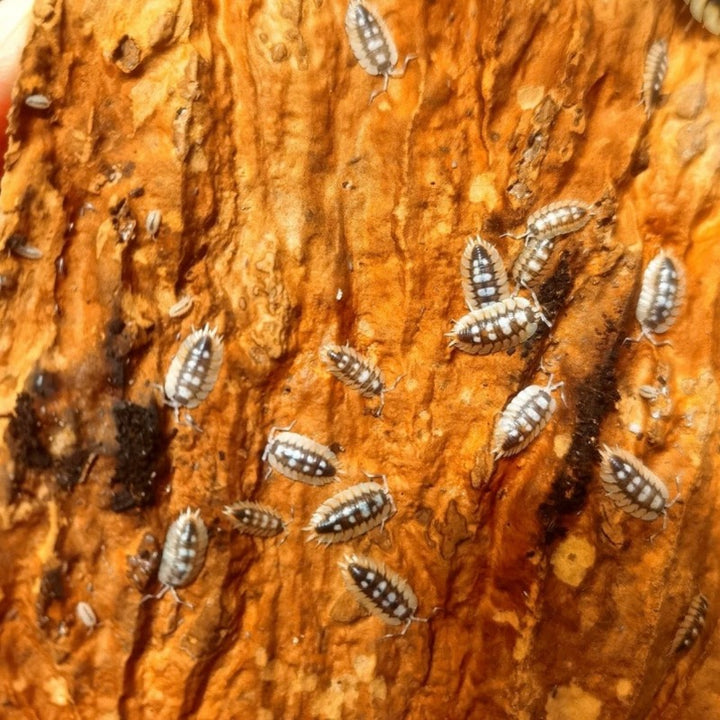 西班牙橘翅展鼠婦 （ Porcellio expansus‘ Orange ’ ）