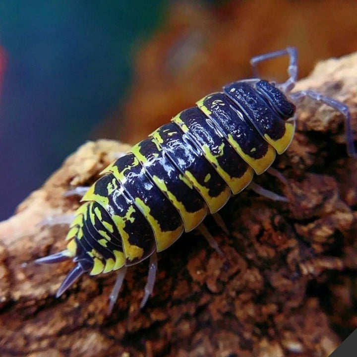 奧納圖斯鼠婦 （ Porcellio ornatus ） - 1組/10隻 - 森流 GreenFlow - 動植物造景專門店