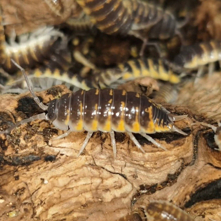 奧納圖斯鼠婦 （ Porcellio ornatus ） - 1組/10隻 - 森流 GreenFlow - 動植物造景專門店