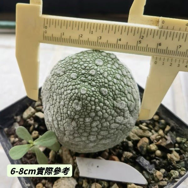 凝蹄玉 Pseudolithos migiurtinus - 森流 GreenFlow - 動植物造景專門店