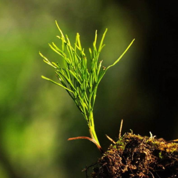 松葉蕨（ Psilotum nudum ）