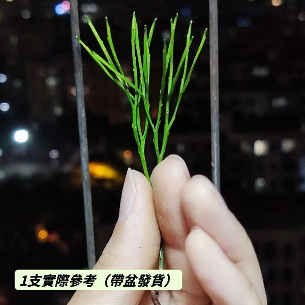 松葉蕨（ Psilotum nudum ）