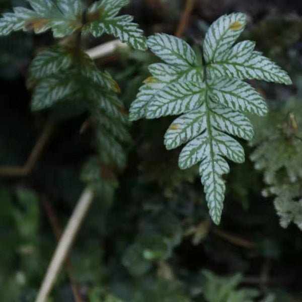 大葉鳳尾蕨 (Pteris cretica L.) - 森流 GreenFlow - 動植物造景專門店