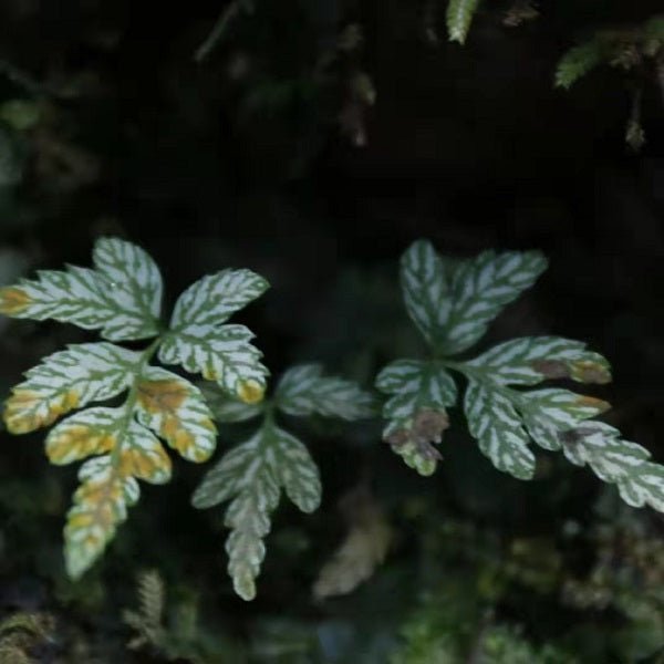 大葉鳳尾蕨 (Pteris cretica L.) - 森流 GreenFlow - 動植物造景專門店