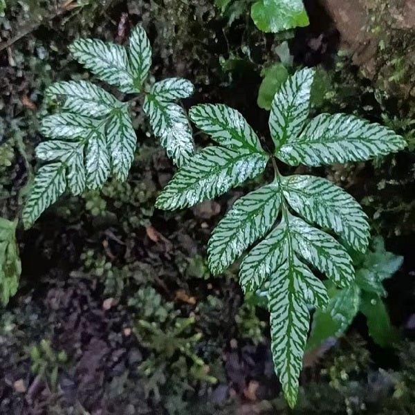 大葉鳳尾蕨 (Pteris cretica L.) - 森流 GreenFlow - 動植物造景專門店