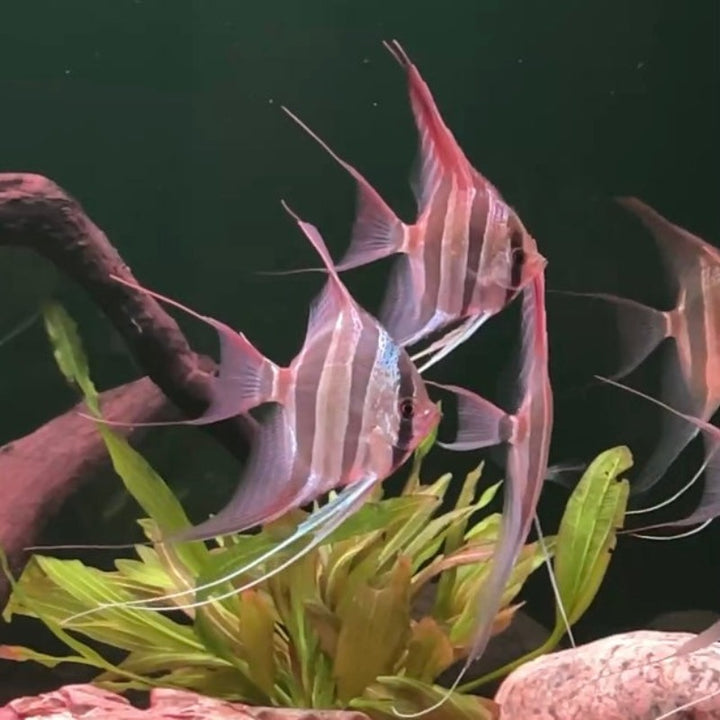 聖菲裏佩埃及神仙魚 （ Pterophyllum Altum ）