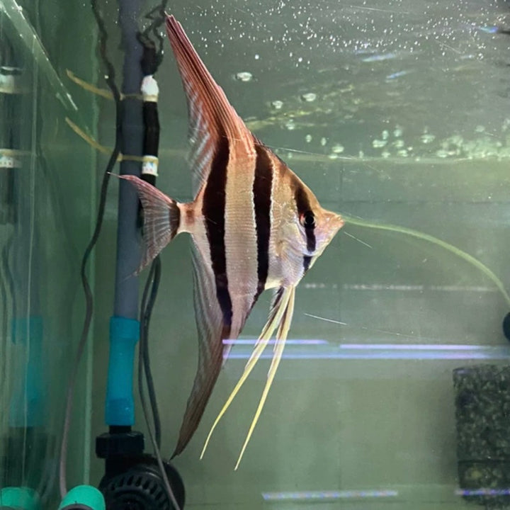 本圖阿裏河埃及神仙魚 （ Pterophyllum Altum ）