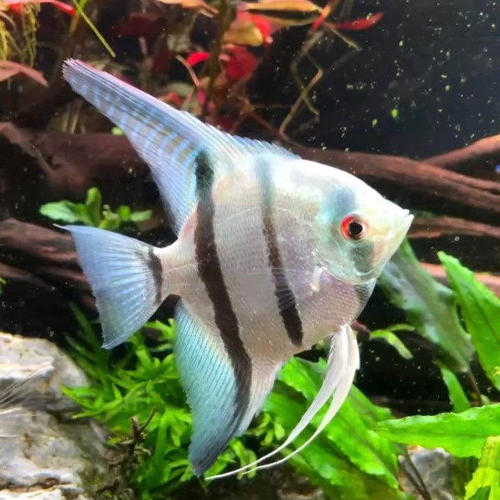 藍魔鬼神仙魚 （ Pterophyllum scalare var. ）