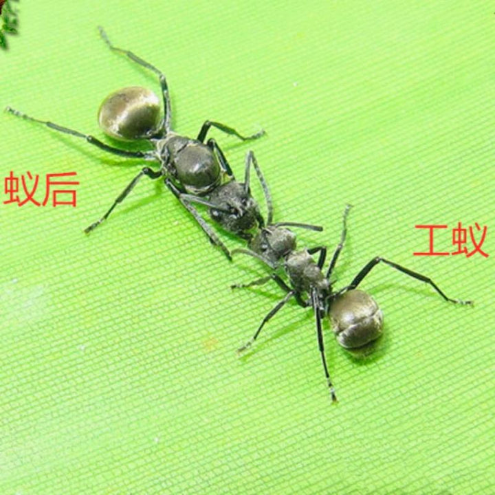 擬黑多刺蟻（Polyrhachis） - 森流 GreenFlow - 動植物造景專門店