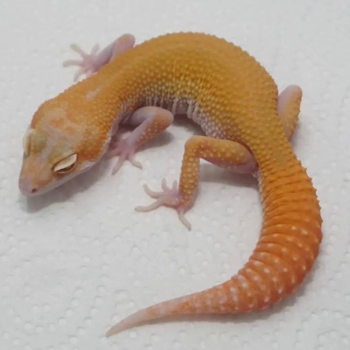 無紋RA豹紋守宮  Raptor Leopard Gecko（ Eublepharis macularius ）