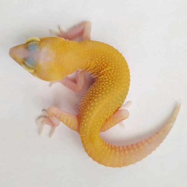 無紋RA豹紋守宮  Raptor Leopard Gecko（ Eublepharis macularius ）