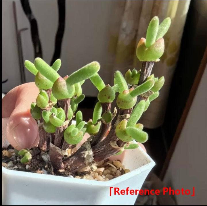 兔子枝幹番杏 Dicrocaulon ramulosum - 森流 GreenFlow - 動植物造景專門店