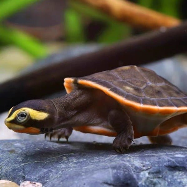 圓澳側頸龜 Red - bellied Side - neck Turtle ( Emydura subglobosa ) - 森流 GreenFlow - 動植物造景專門店