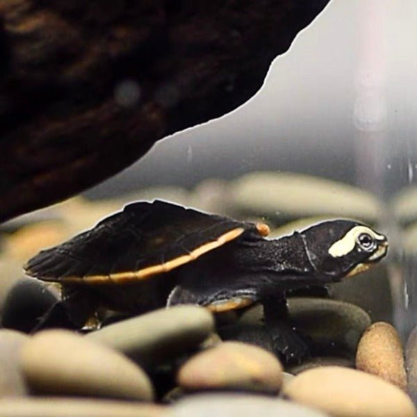 圓澳側頸龜 Red - bellied Side - neck Turtle ( Emydura subglobosa ) - 森流 GreenFlow - 動植物造景專門店