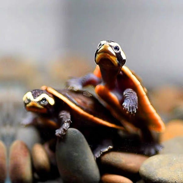 圓澳側頸龜 Red - bellied Side - neck Turtle ( Emydura subglobosa ) - 森流 GreenFlow - 動植物造景專門店