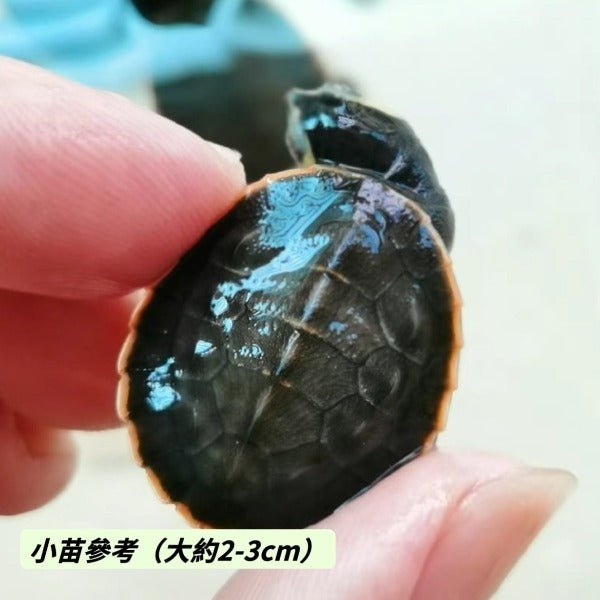 圓澳側頸龜 Red - bellied Side - neck Turtle ( Emydura subglobosa ) - 森流 GreenFlow - 動植物造景專門店