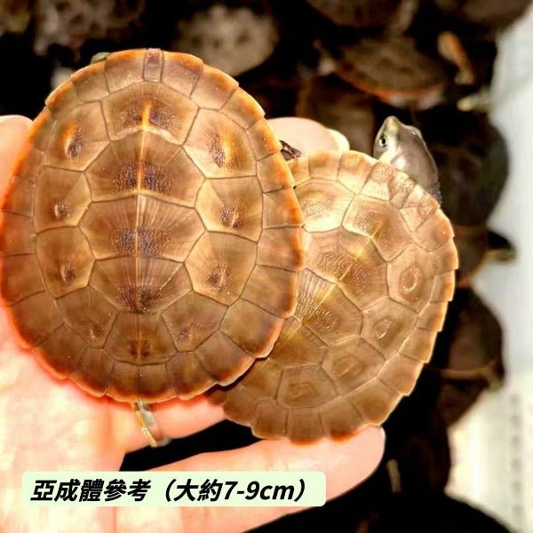 圓澳側頸龜 Red - bellied Side - neck Turtle ( Emydura subglobosa ) - 森流 GreenFlow - 動植物造景專門店