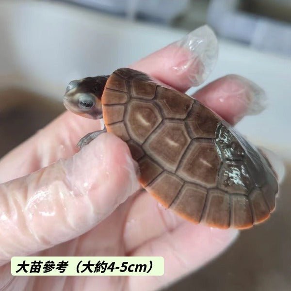 圓澳側頸龜 Red - bellied Side - neck Turtle ( Emydura subglobosa ) - 森流 GreenFlow - 動植物造景專門店