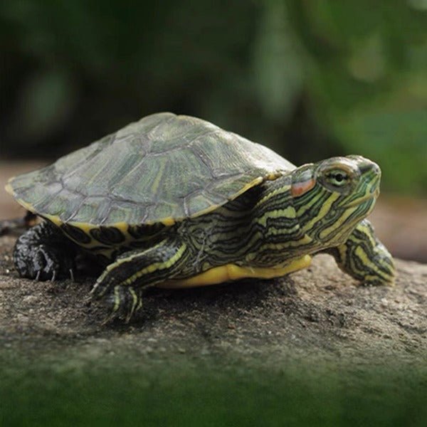 巴西龜 Red - eared Turtle （ Trachemys scripta elegans ） - 森流 GreenFlow - 動植物造景專門店