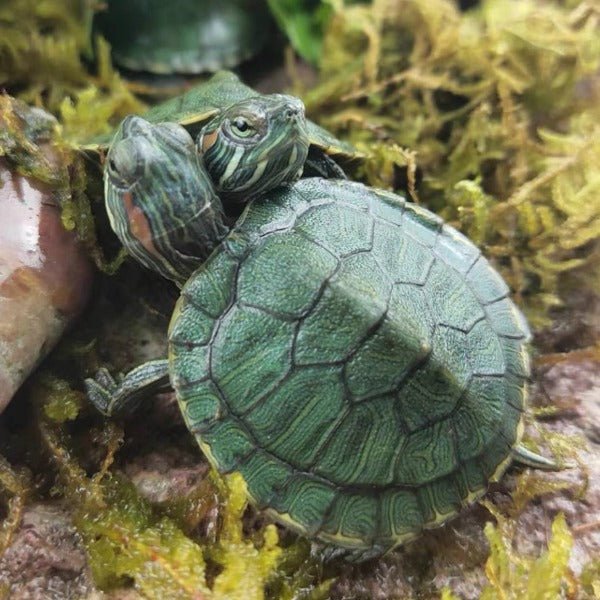 巴西龜 Red - eared Turtle （ Trachemys scripta elegans ） - 森流 GreenFlow - 動植物造景專門店