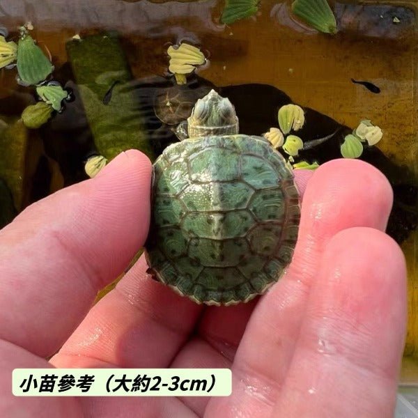 巴西龜 Red - eared Turtle （ Trachemys scripta elegans ） - 森流 GreenFlow - 動植物造景專門店